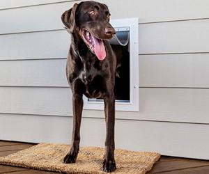 PetSafe New Wall Entry Dog and ...