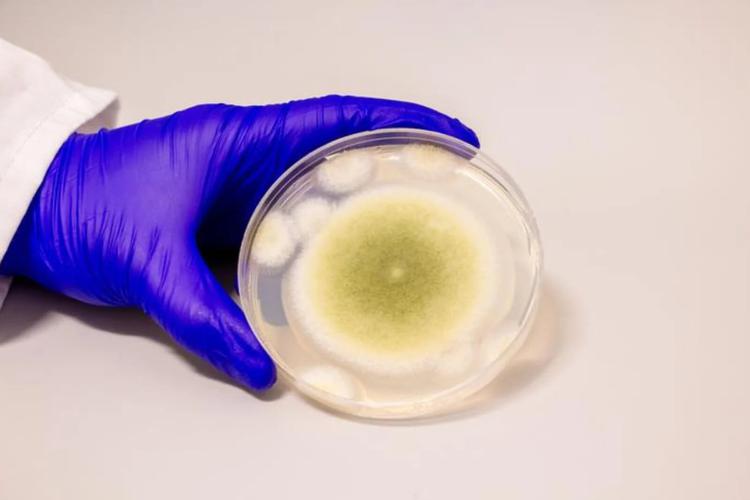 Le champignon accusé des mystérieuses morts ...