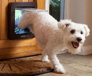 Porte pour animaux SureFlap avec puce ...