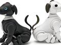 post_big/aibo-main.jpg