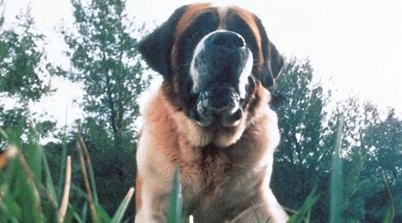 Netflix prévoit de tourner une réimagination du roman Cujo de King, qui raconte l'histoire d'un chien terrible.