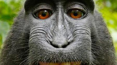Des scientifiques ont rendu la vue à un singe en utilisant des cellules souches humaines