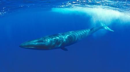 Le Japon autorise la chasse aux poissons menacés d'extinction