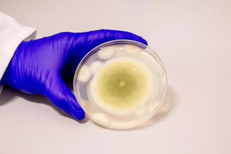 Le champignon accusé des mystérieuses morts ...