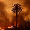 Feu de forêt à Los Angeles