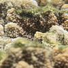 Aperçu des photos sous-marines 5