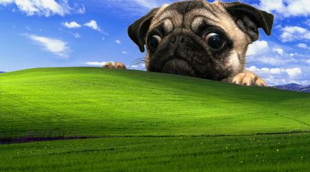 Windows XP reste le plus populaire dans un pays