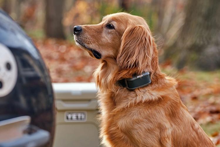 La première laisse virtuelle pour chien ...