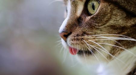 L'œil du chat a permis à des scientifiques coréens de créer une caméra de vision nocturne unique en son genre
