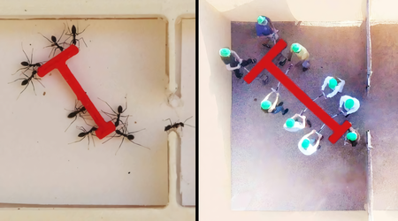 Fourmis contre humains : une expérience montre qui est le plus efficace pour résoudre des tâches de groupe