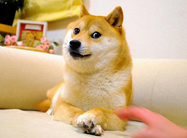 Kabosu, le chien du mème Doge, ...