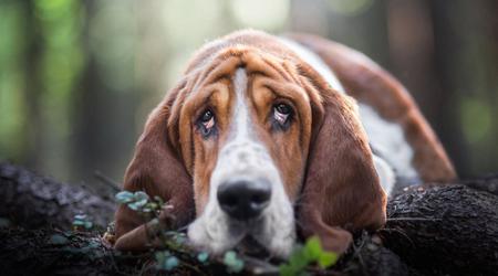 Les chiens ne s'ennuieront plus ! Des scientifiques ont conçu une plateforme de jeux pour divertir les joueurs à quatre pattes.