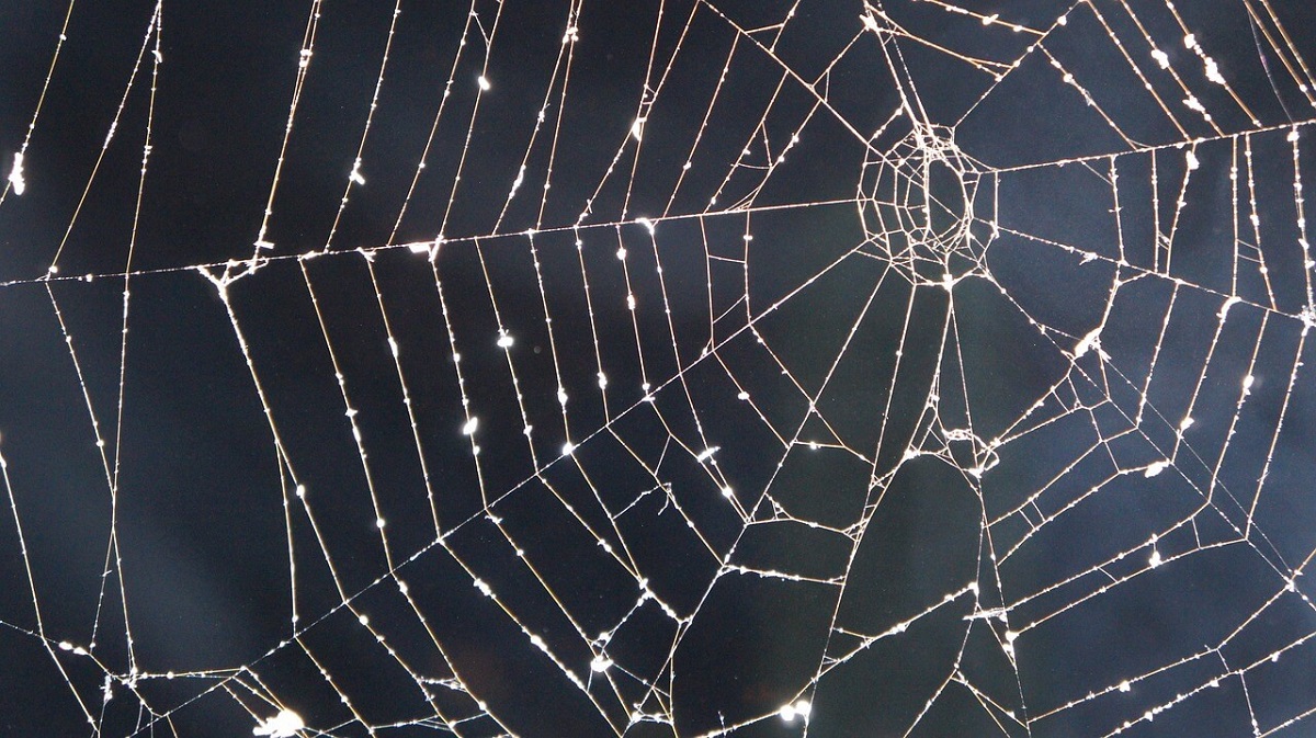 Opticien artistique : Structures de toile d'araignée en macro photographie Photos uniques : À quoi ressemble le monde à travers un objectif sur la toile