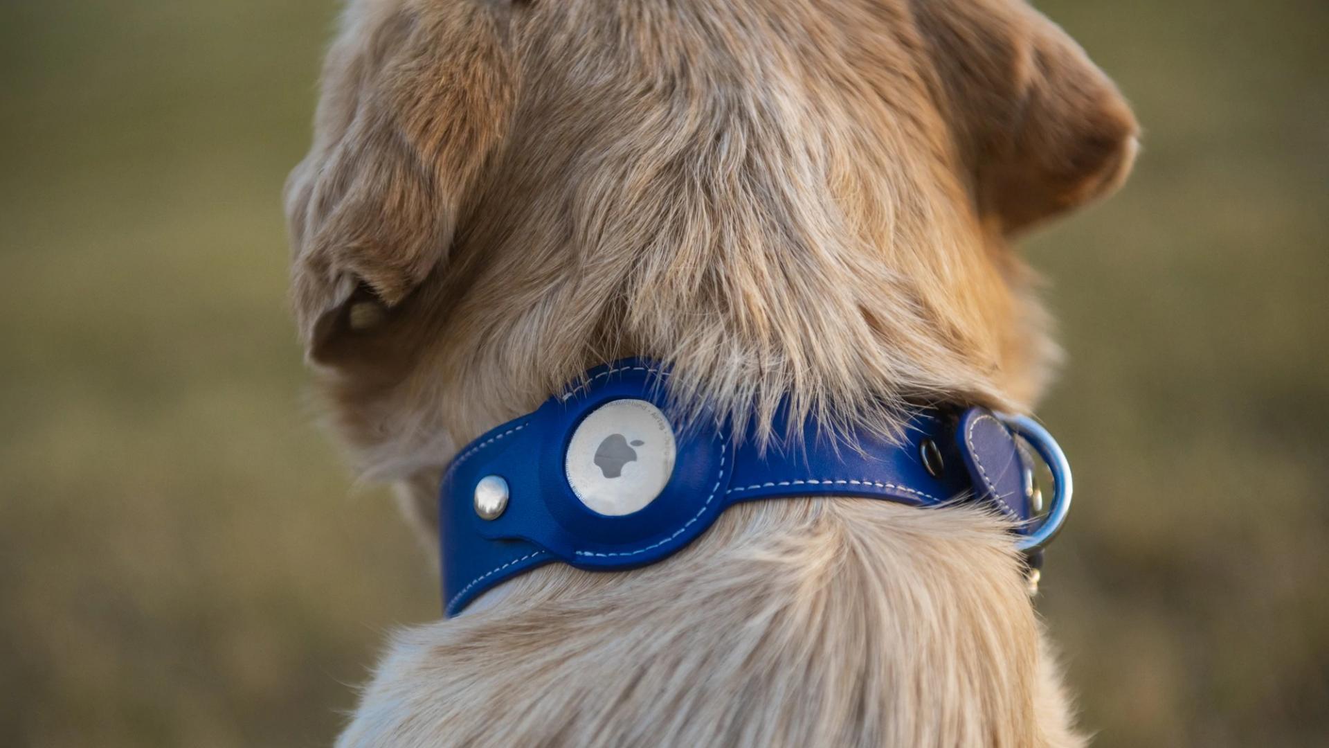 Inattendu : Apple AirTag a un problème... avec les chiens (ou les chiens avec eux) Inattendu : Apple AirTag a un problème... avec les chiens (ou les chiens avec eux)