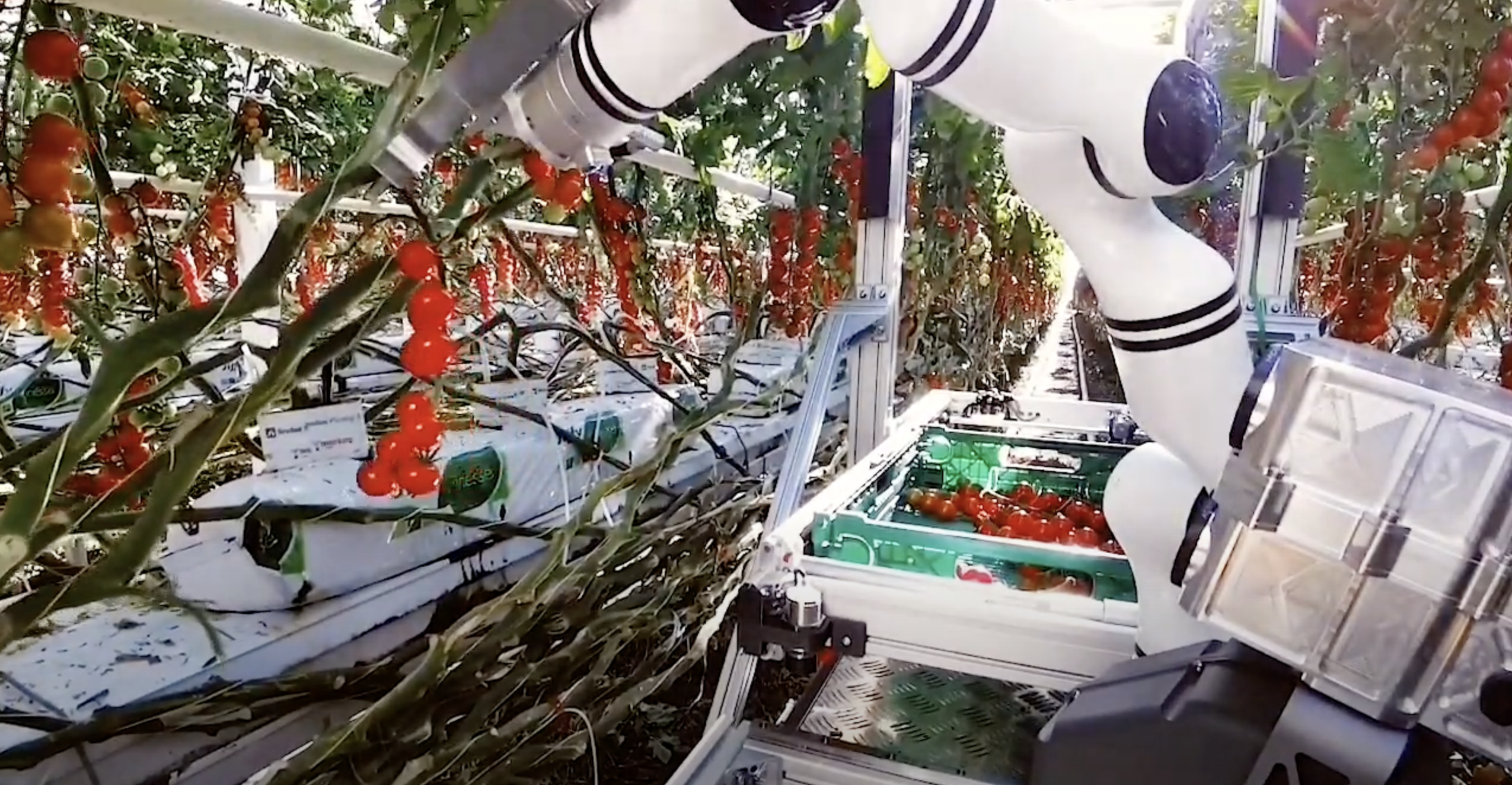 Le robot de la startup suisse Floating Robotics récolte des tomates dans des serres (vidéo) Le robot de la startup suisse Floating Robotics récolte des tomates dans des serres (vidéo)