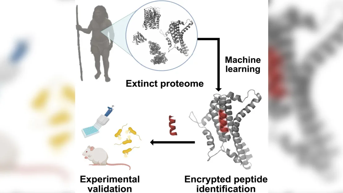 L'IA a ramené à la vie des molécules antimicrobiennes de Neandertal pour lutter contre les superbactéries-2 L'IA a ramené à la vie des molécules antimicrobiennes de Neandertal pour lutter contre les superbactéries-2