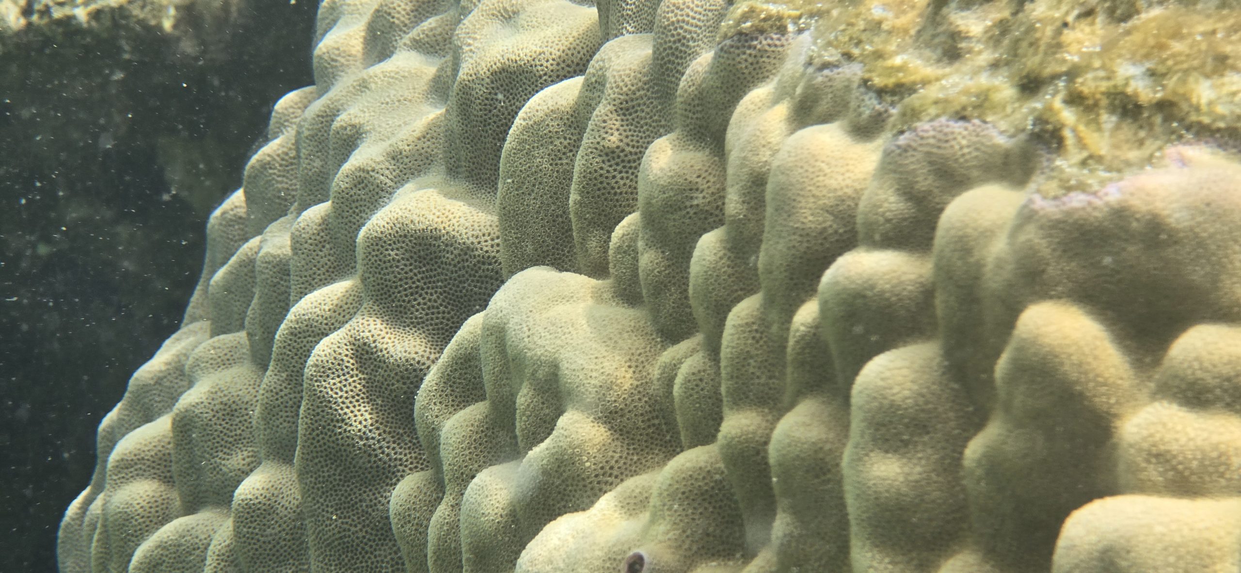 Photo sous-marine d'un récif corallien 4 Photo sous-marine d'un récif corallien 4