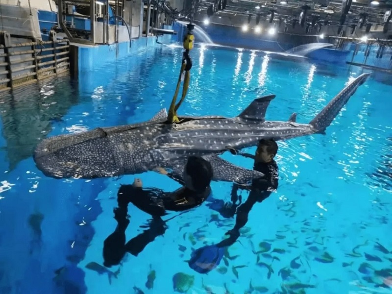 Rendez-nous notre argent ! Les visiteurs d'un océanarium chinois s'indignent de voir un requin robotisé au lieu d'un géant des mers vivant.-2