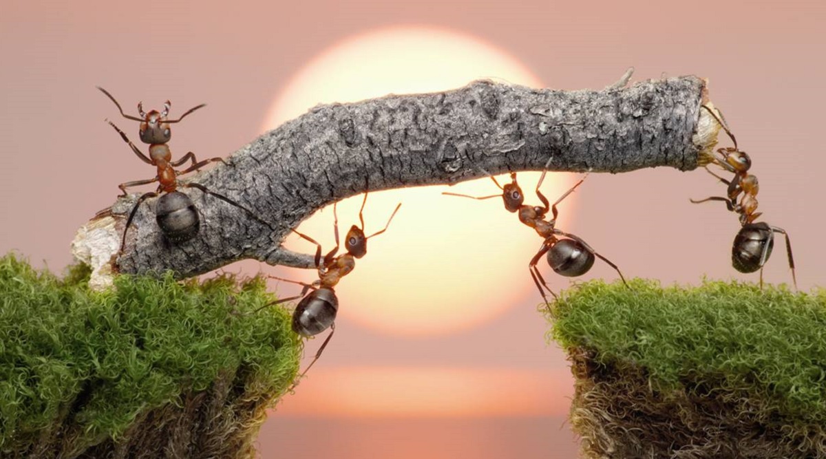 Se sentir comme un insecte : la bande-annonce du jeu de stratégie insolite Empire of the Ants est présentée Se sentir comme un insecte : la bande-annonce du jeu de stratégie insolite Empire of the Ants est présentée