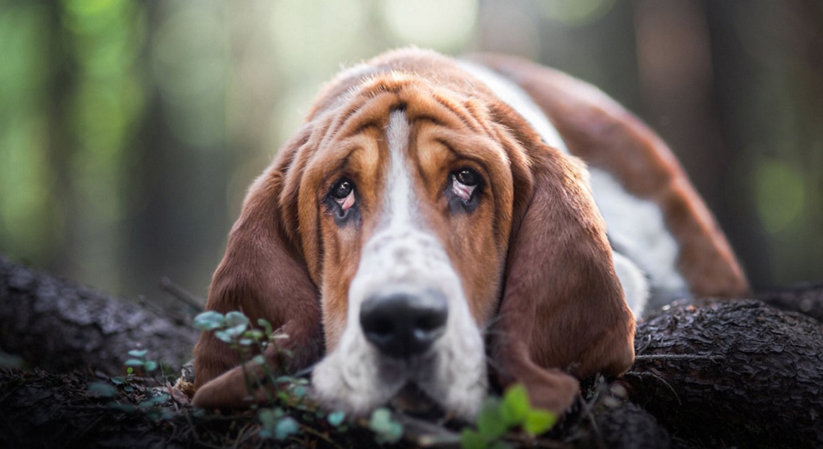 Les chiens ne s'ennuieront plus ! Des scientifiques ont conçu une plateforme de jeux pour divertir les joueurs à quatre pattes. Les chiens ne s'ennuieront plus ! Des scientifiques ont conçu une plateforme de jeux pour divertir les joueurs à quatre pattes.