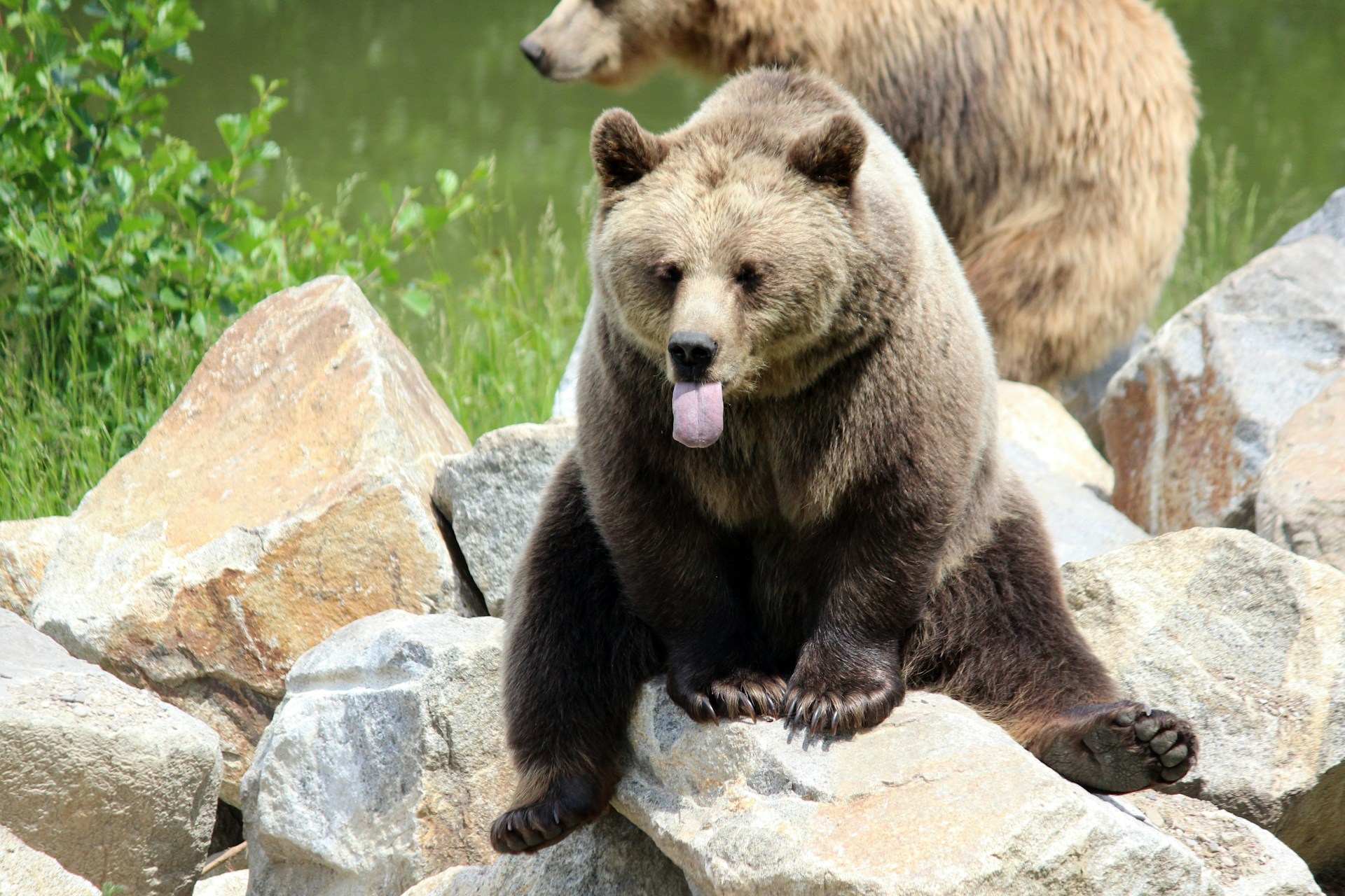 Le Japon va introduire des systèmes basés sur l'IA pour traquer les ours Le Japon va introduire des systèmes basés sur l'IA pour traquer les ours